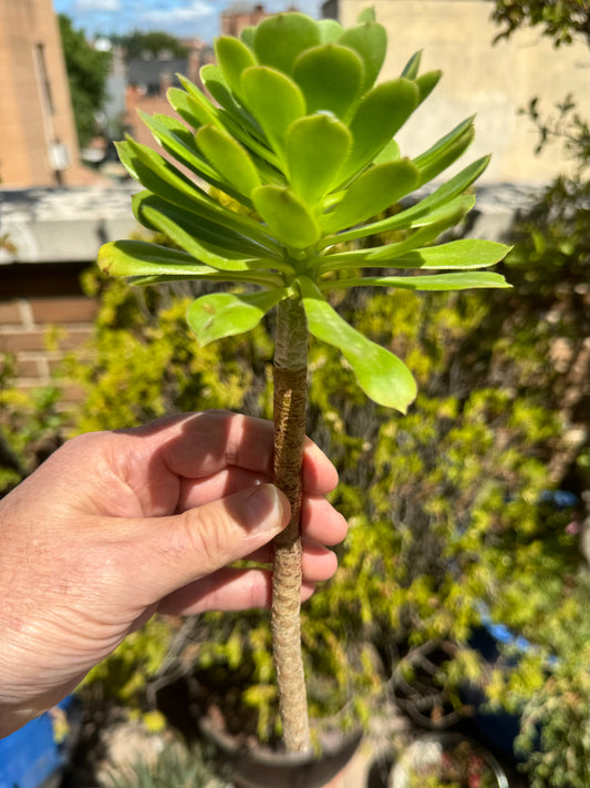 Aeonium Arboreum