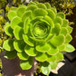 Aeonium Arboreum