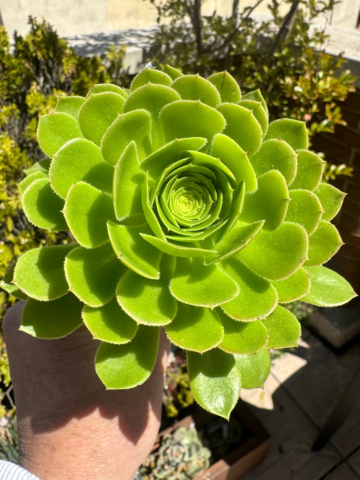 Aeonium Arboreum