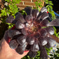 Aeonium Zwartkop