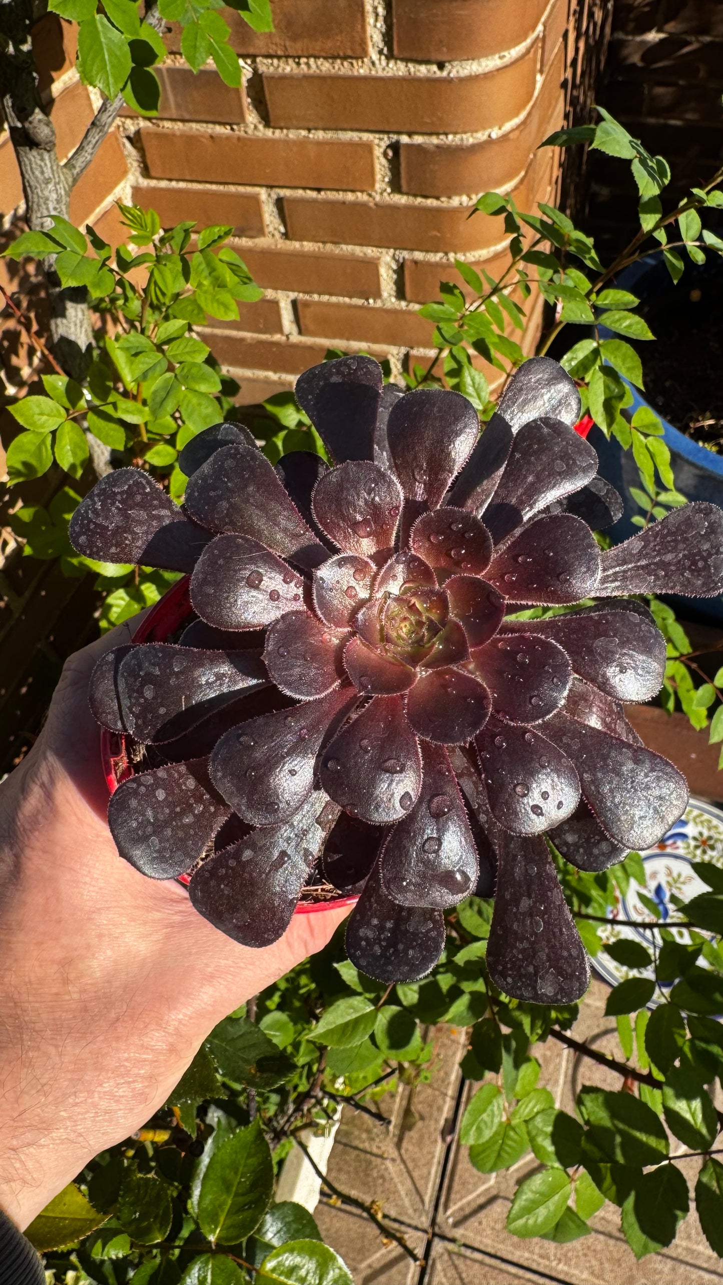Aeonium Zwartkop