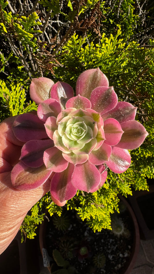🌸 Aeonium ‘Pink Witch’