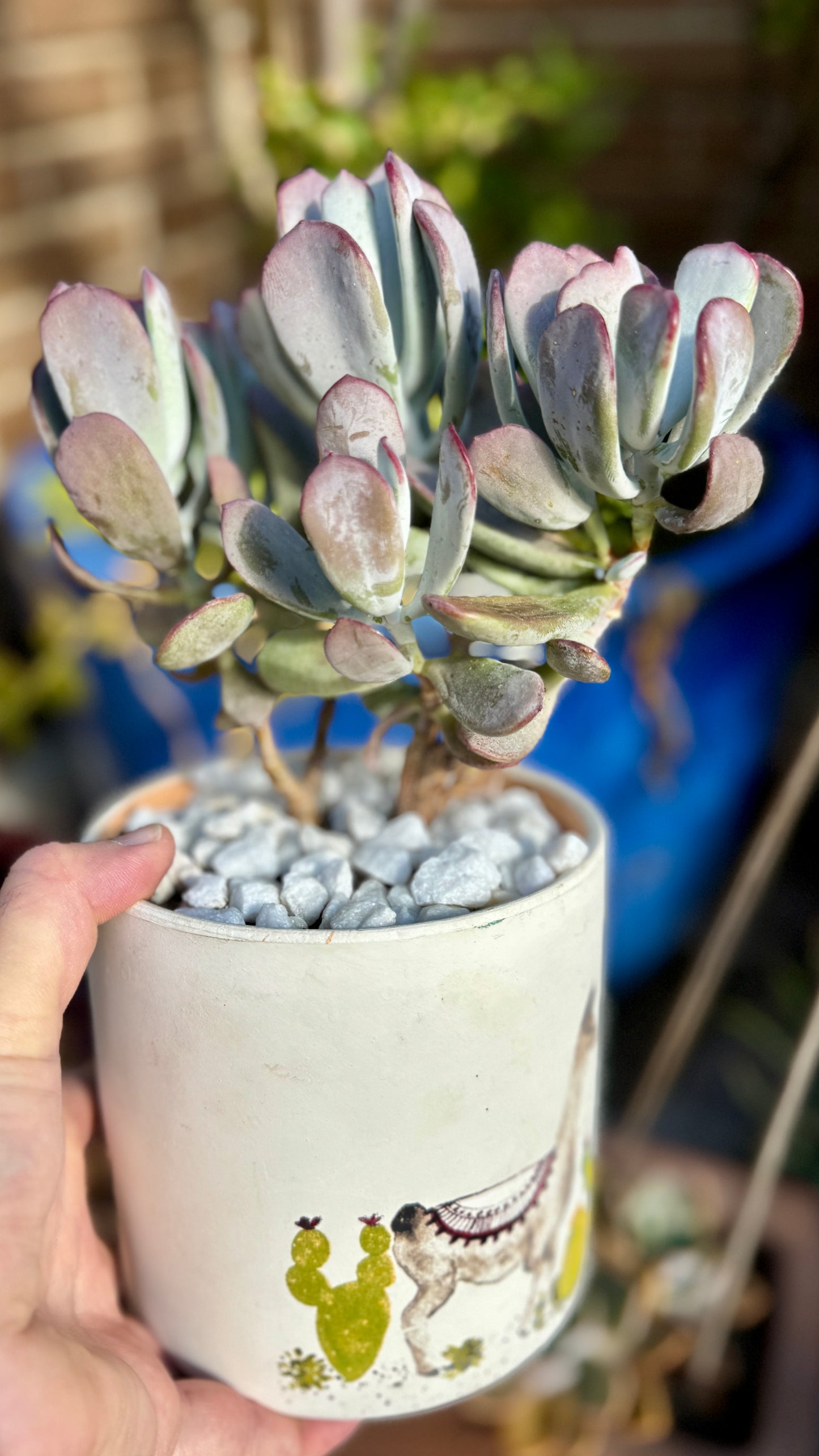 Cotyledon Orbiculata