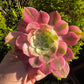 🌸 Aeonium ‘Pink Witch’
