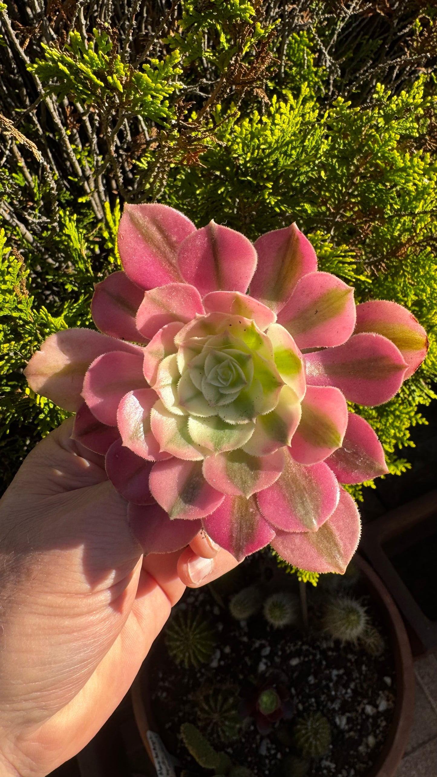 🌸 Aeonium ‘Pink Witch’