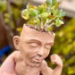 Crassula arborescens