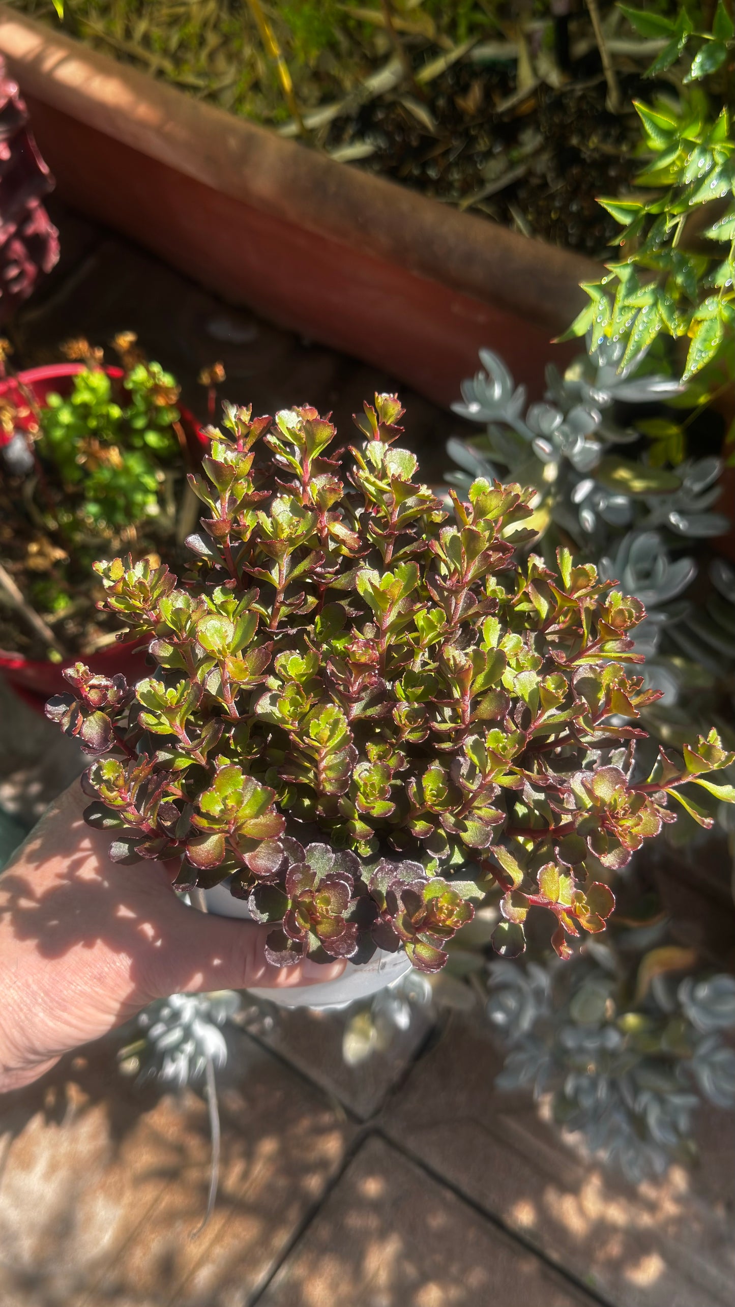 SEDUM DRAGON’S BLOOD