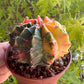 🌵 Gymnocalycium mihanovichii var. friedrichii (Bola de Rubi)