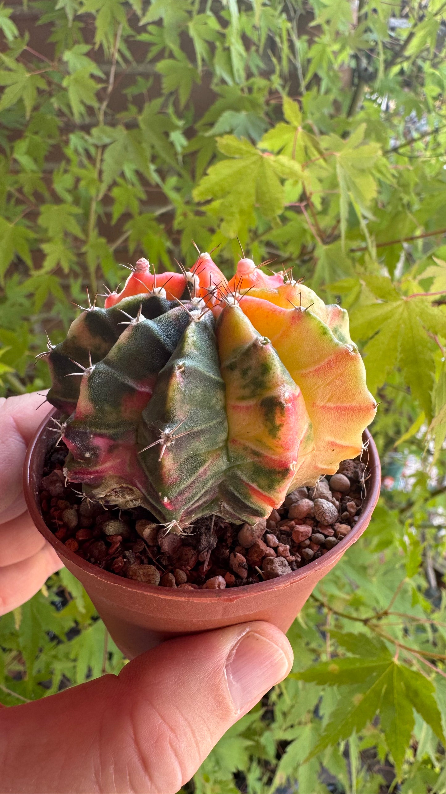 🌵 Gymnocalycium mihanovichii var. friedrichii (Bola de Rubi)