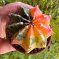 🌵 Gymnocalycium mihanovichii var. friedrichii (Bola de Rubi)