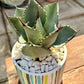 Agave Parryi