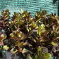 SEDUM DRAGON’S BLOOD
