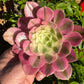 🌸 Aeonium ‘Pink Witch’