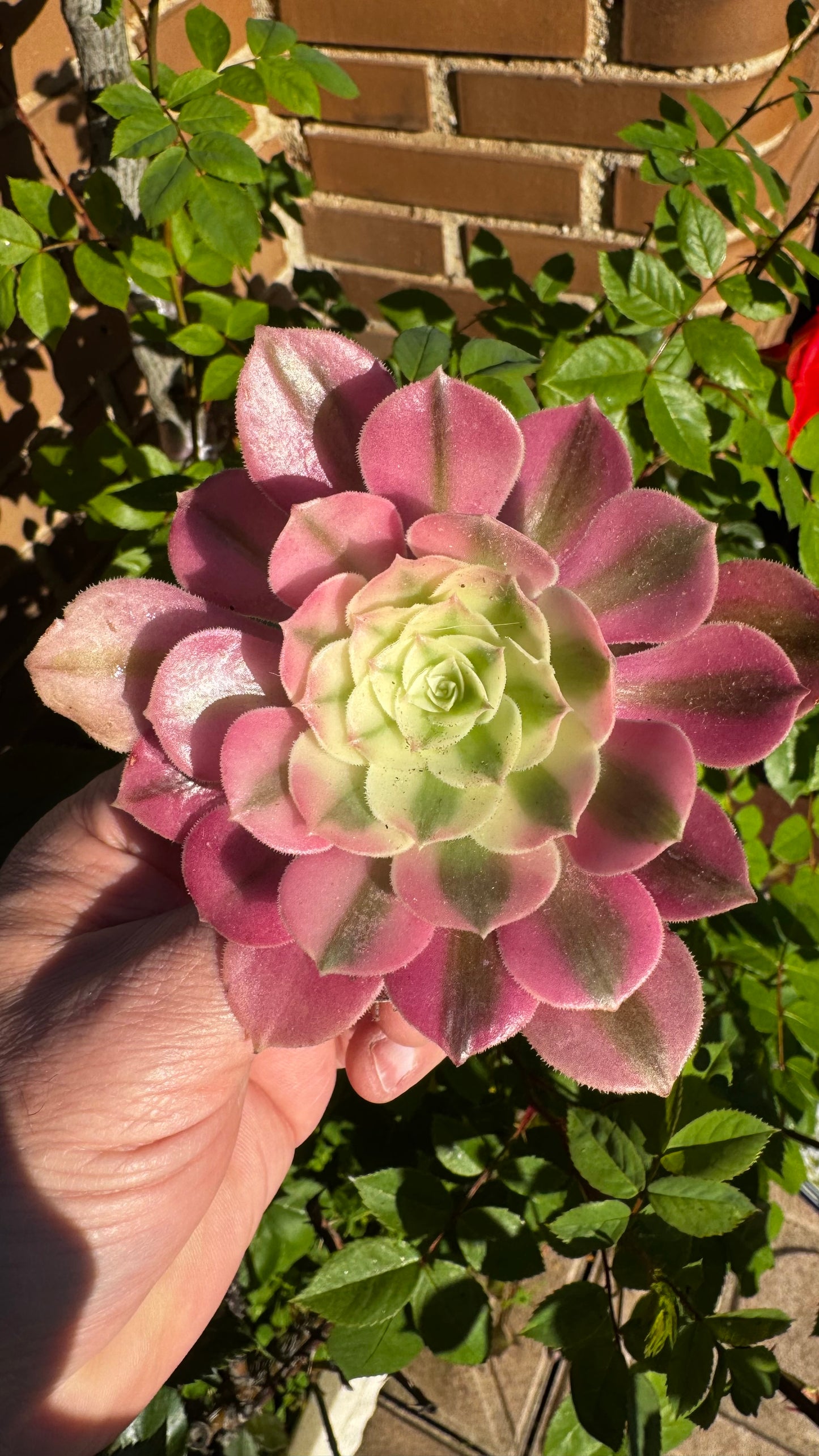 🌸 Aeonium ‘Pink Witch’