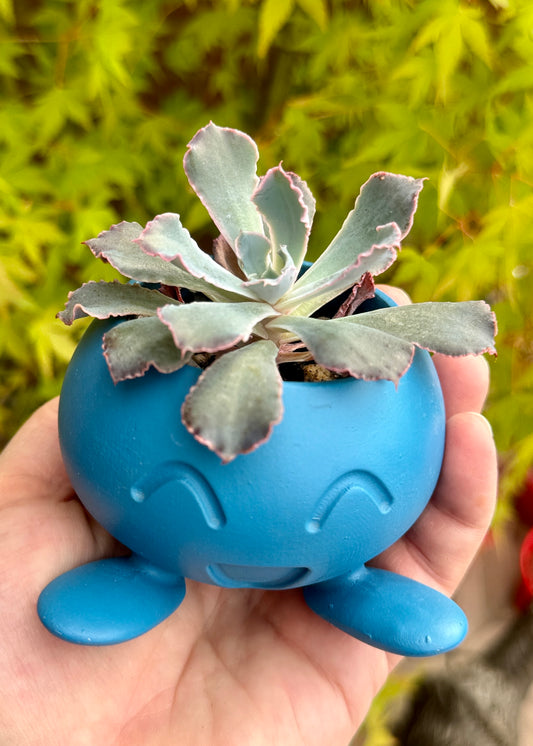 Echeveria Shaviana