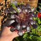 Aeonium Zwartkop