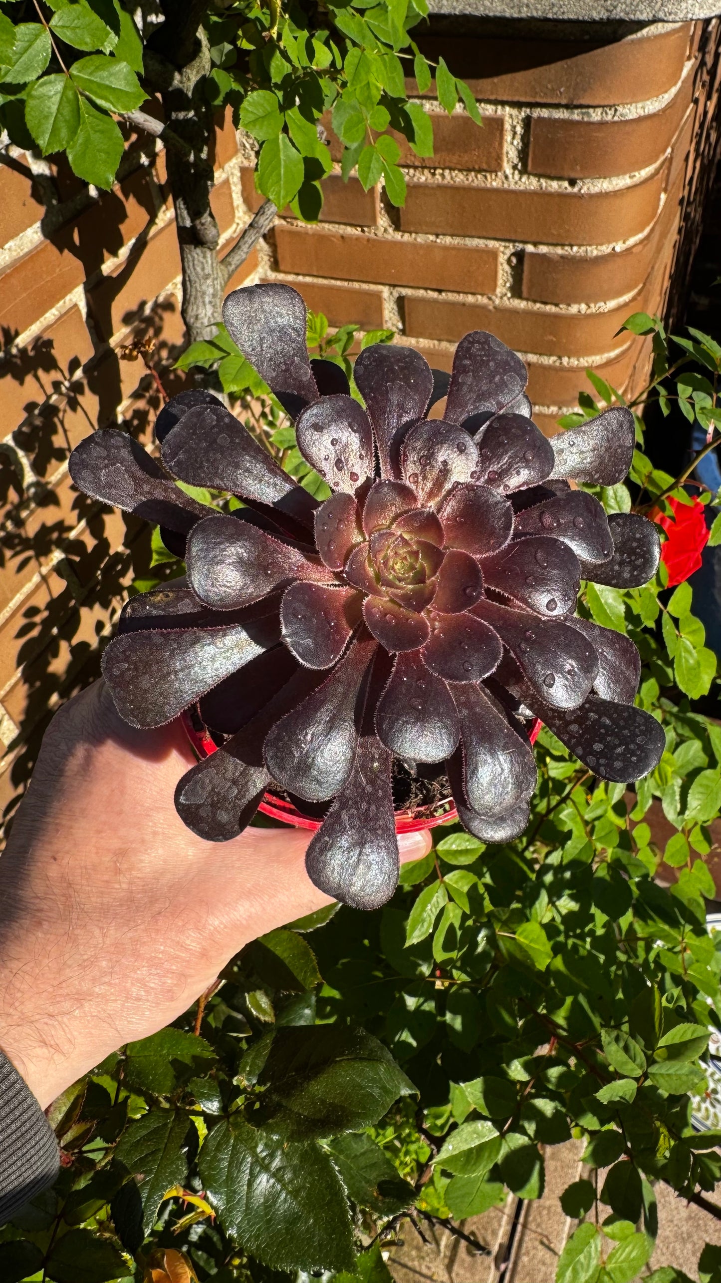 Aeonium Zwartkop