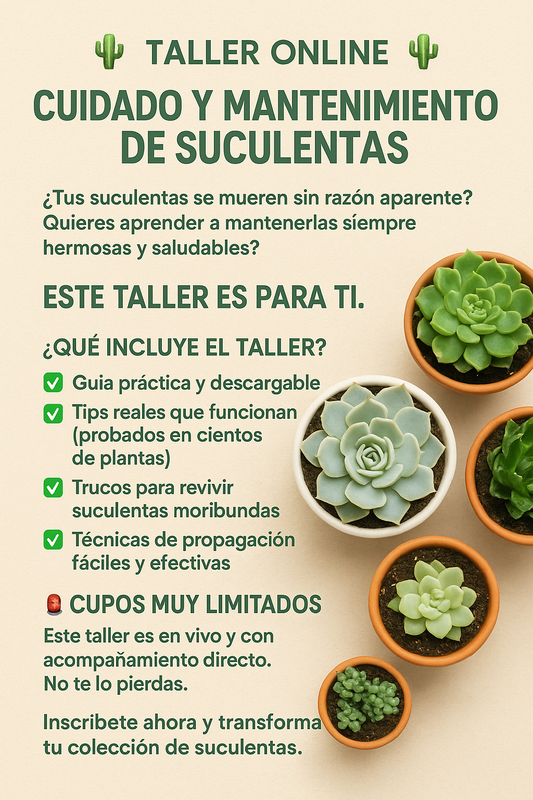 🌵 Taller "Online" Cuidado y Mantenimiento de Suculentas 🌵