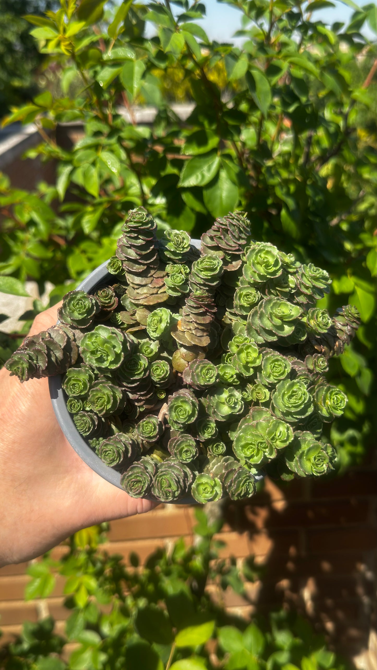 SEDUM SP. 🌿🌹