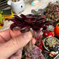 Aeonium Medusa