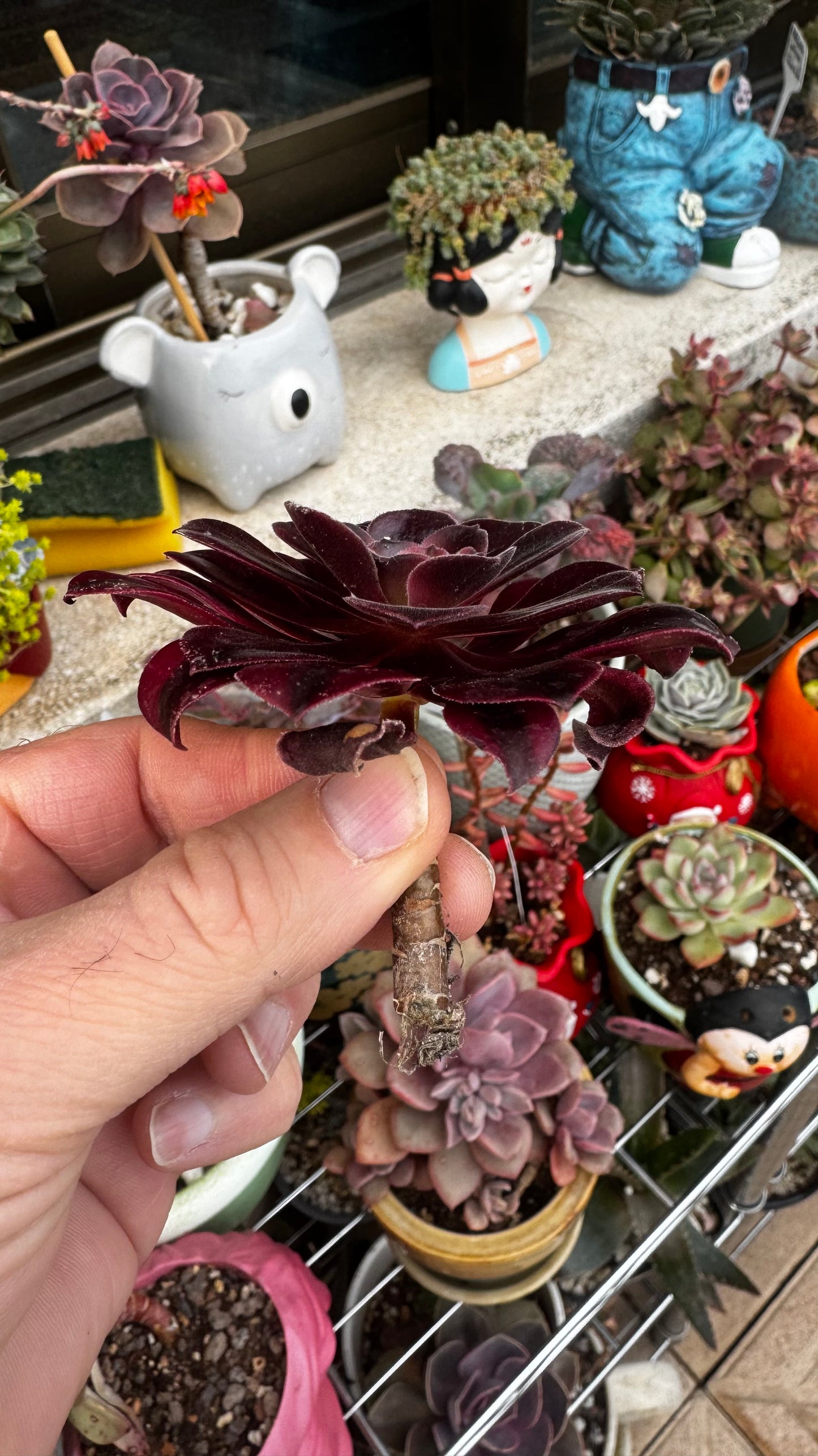 Aeonium Medusa