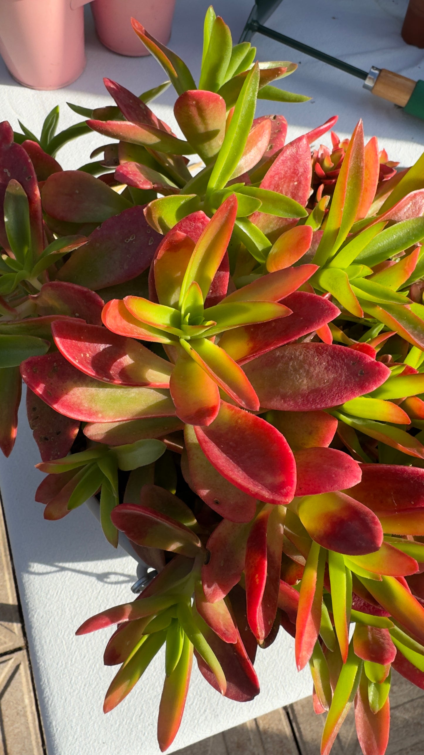 Crassula Capitella Campfire