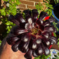 Aeonium Zwartkop