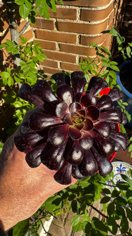 Aeonium Zwartkop