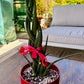 Sansevieria Cylindrica Trenzada