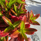 Crassula Capitella Campfire