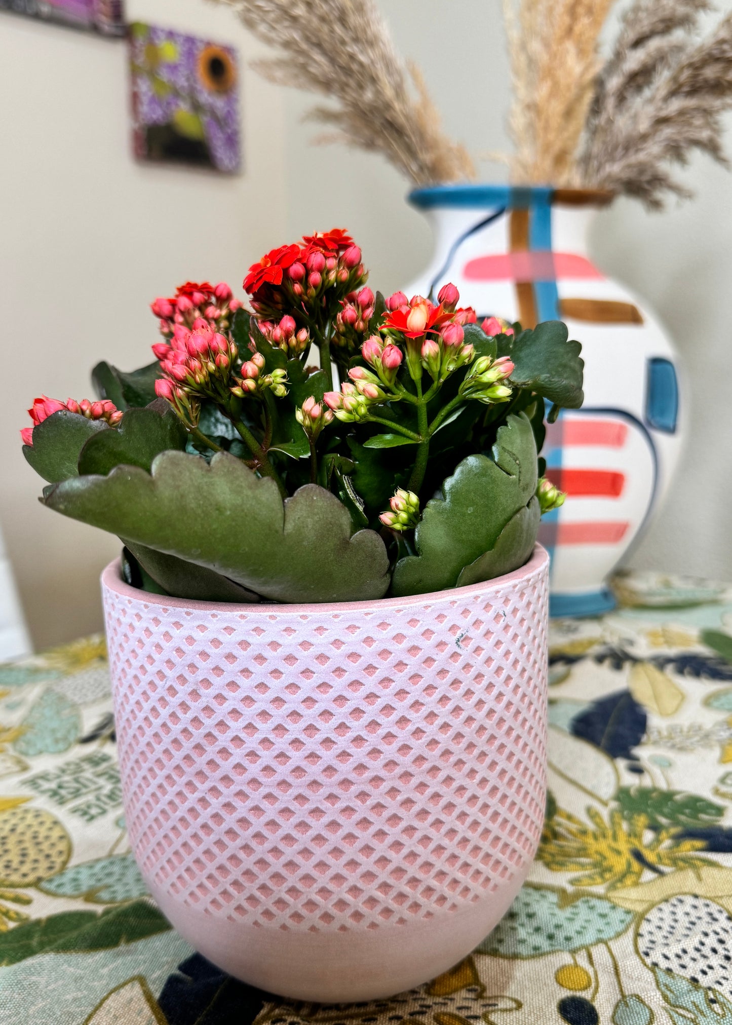 Kalanchoe Blossfeldiama (flores rojas)