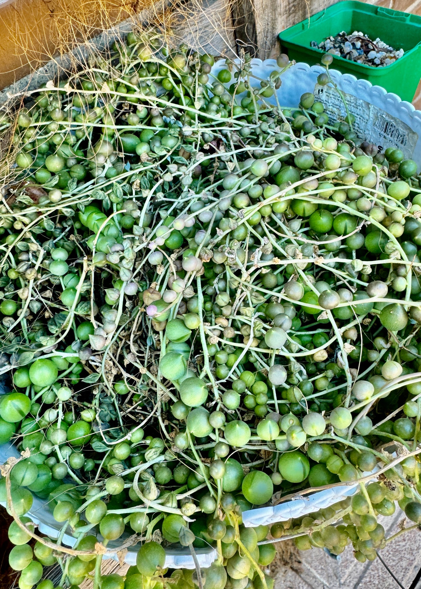 Senecio  Rowleyanus ó Rosario (esquejes)