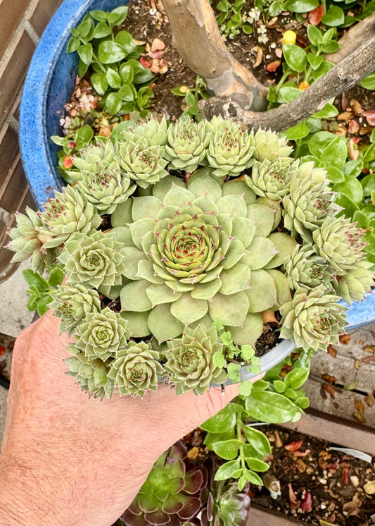 Echeveria Siempreviva 1.