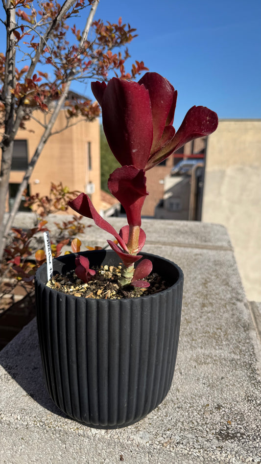Kalanchoe Vivien