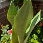 Sansevieria kirkii ‘Silver Blue’