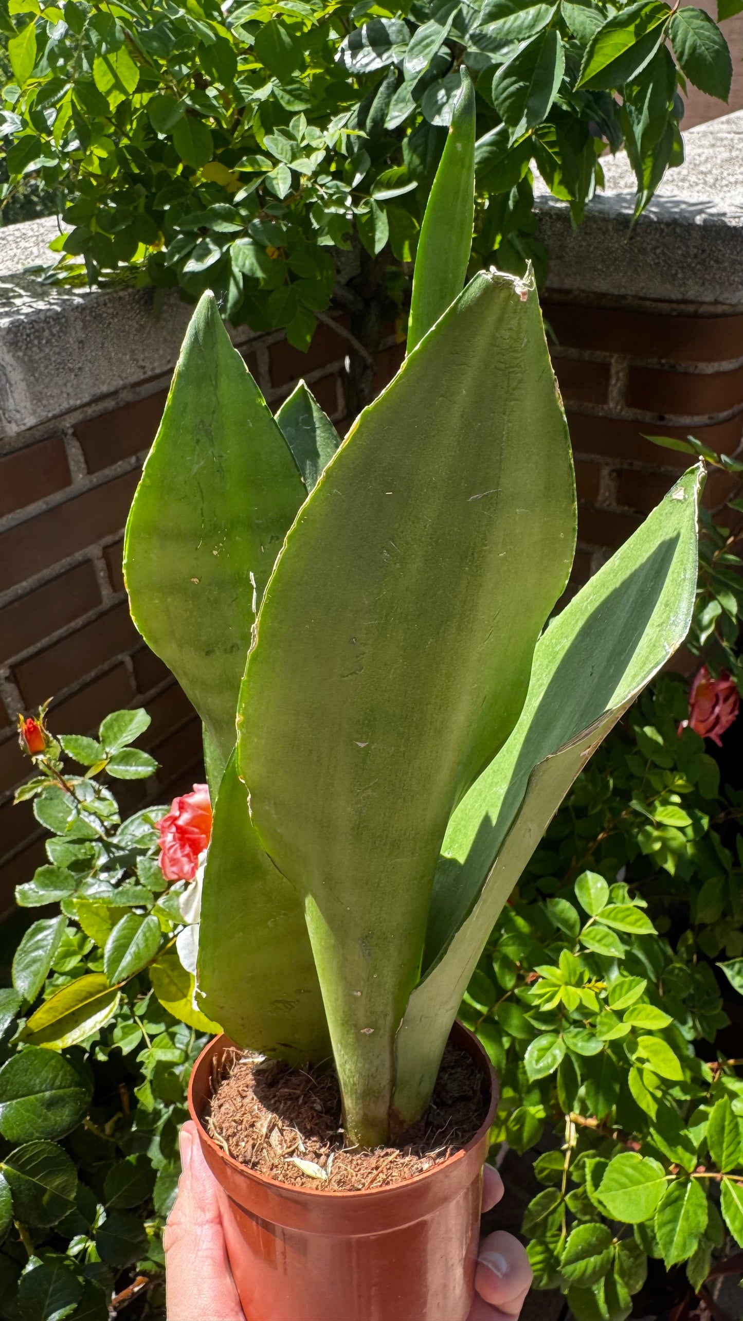 Sansevieria kirkii ‘Silver Blue’