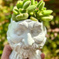 Cotyledon Tomentosa