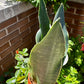 Sansevieria Masoniana             (Aleta de Ballena)