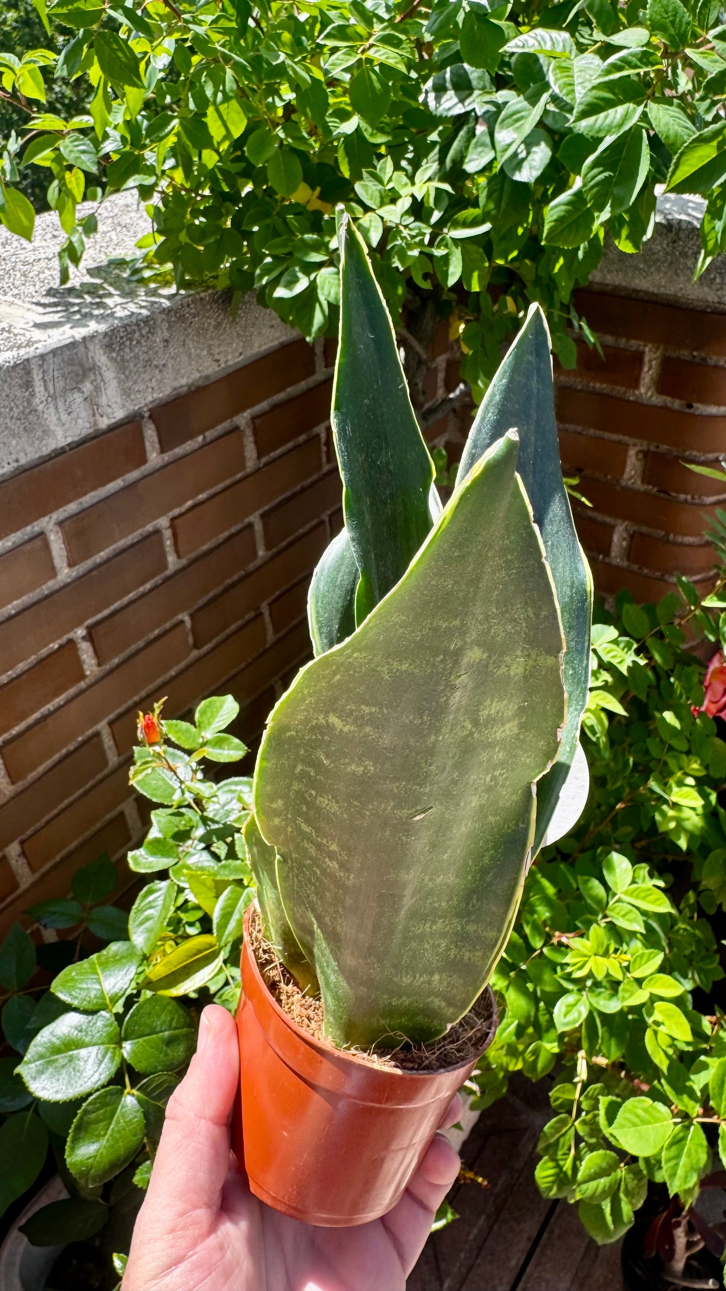 Sansevieria Masoniana             (Aleta de Ballena)