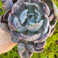 🌺 Echeveria ‘Beyoncé’