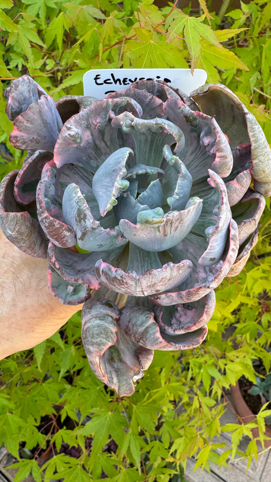 🌺 Echeveria ‘Beyoncé’