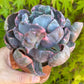 🌺 Echeveria ‘Beyoncé’