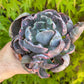 🌺 Echeveria ‘Beyoncé’