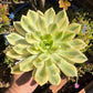 🌱 Echeveria ‘Mira’ Variegata