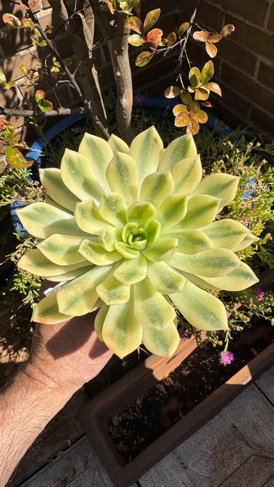 🌱 Echeveria ‘Mira’ Variegata