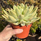 🌱 Echeveria ‘Mira’ Variegata