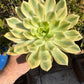 🌱 Echeveria ‘Mira’ Variegata