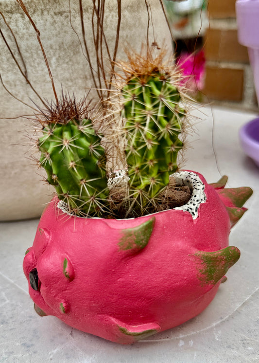 Cactus Echinocereus Coccineus