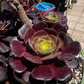 Aeonium Zwartkop