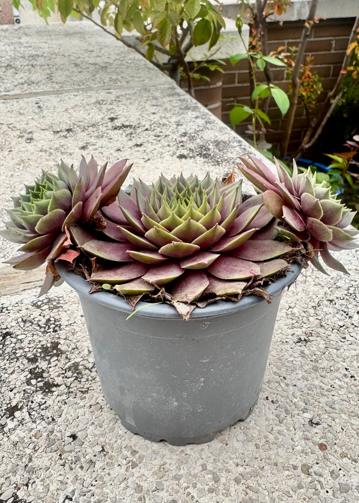 Echeveria Siempreviva 2.